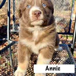 Annie - Red tri-color female Australian Shepherd puppy in Witter, Arkansas from Mountainside Aussies