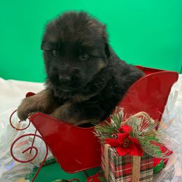 Winter - Black and tan male German Shepherd puppy in Walla Walla, Washington from Silver Knight Shepherds