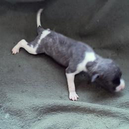 Este - Blue female Whippet puppy in Goldendale, Washington from Amulet Charm