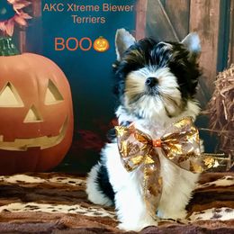 Xtreme Boy 2 - Black tan and white male Biewer Terrier puppy in Jonestown, Pennsylvania from AKC Xtreme Biewer Terriers...