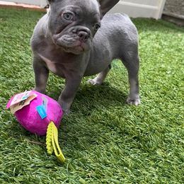 Hana ( flower in Japanese) - Blue female French Bulldog puppy in Las Vegas, Nevada from Haus of Sin City Hunz