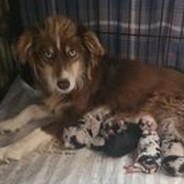 Australian Shepherds and Shih Tzus from M & J  Kennels