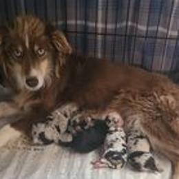 Australian Shepherds and Shih Tzus from M & J  Kennels