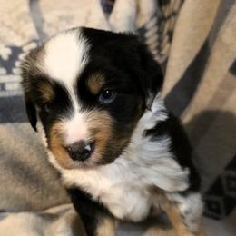 BMM - Tubbs - Blue merle male Miniature Australian Shepherd puppy in Spirit Lake, Idaho from Gemstone Ridge Mini Aussies