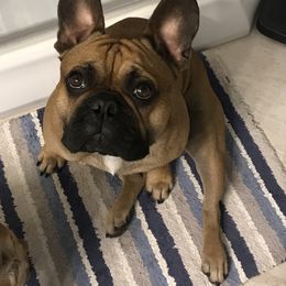 Beau - French Bulldog