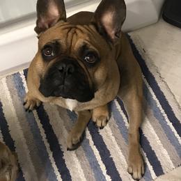 Beau - French Bulldog