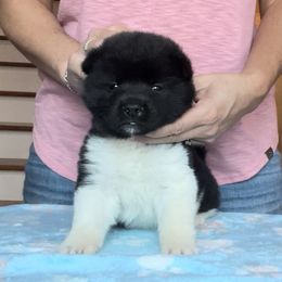 Girl 2 - Akita puppy in Coopersburg, Pennsylvania from Main Street Akitas