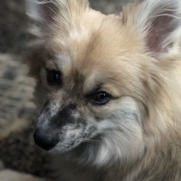 Twix - Pomsky