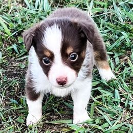 Miniature Australian Shepherds from KD Miniature Aussies