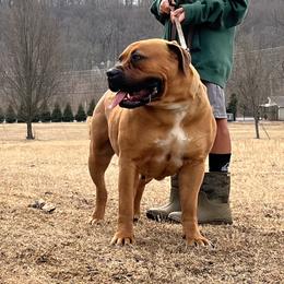 RHOXY - Boerboel