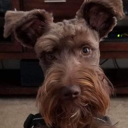Miniature Schnauzers from VonHall Miniature Schnauzer