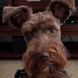 Miniature Schnauzers from VonHall Miniature Schnauzer