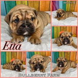 Bulldog Puppies from Bullberry Farm