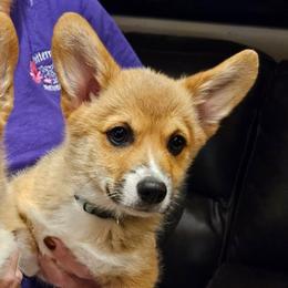 Bowen (blue collar) - Red male Pembroke Welsh Corgi puppy in Corvallis, Montana from Montana Corgi Corral