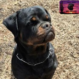 Rottweiler puppies from Sunset State Rotts