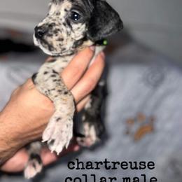 Great Dane Puppies from Great Dane Dynasty