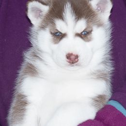 Siberian Husky Puppies from Zuska Siberians