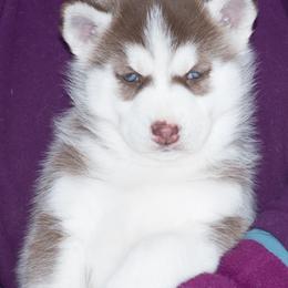 Siberian Husky Puppies from Zuska Siberians