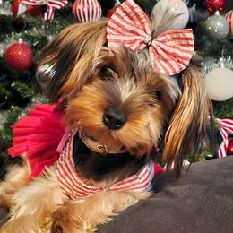 Ziri - Yorkshire Terrier