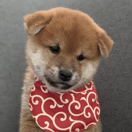 Shiba Inu Puppies from Jogoso Shibas