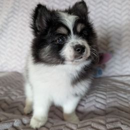 Luna - Black and white female Pomsky puppy in Temple, Texas from Lone Star Pomsky