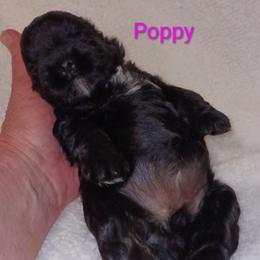 Poppy - Black female Miniature Schnauzer puppy in Midland, Texas from Shebbies Puppy Palace