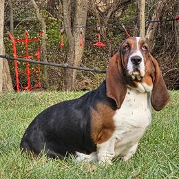 Zoey - Basset Hound