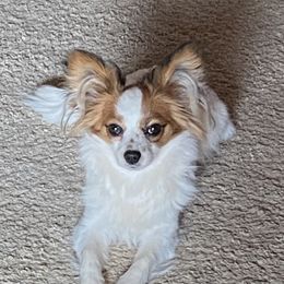 Bindi Rose - Papillon