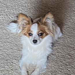 Bindi Rose - Papillon