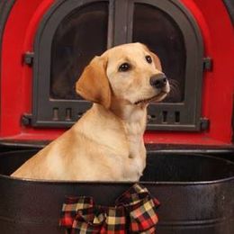 Labrador Retrievers from Leda K-9