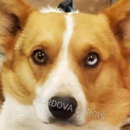 American Corgis and Pembroke Welsh Corgis from Cordova Corgis