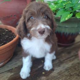 Seraphina - Brown and white female Aussiedoodle puppy in Grand Saline, Texas from Aussies Acre