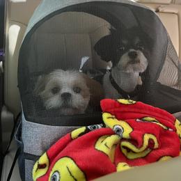 Shih Tzus from Leslie’s Shih Tzus