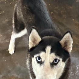 Onyx - Siberian Husky