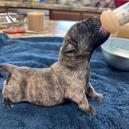 Michelangelo - Brindle male Mastiff puppy in Wewoka, Oklahoma from P Diamond Mastiffs