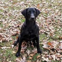 Labrador Retrievers from Hollow Hills Kennels