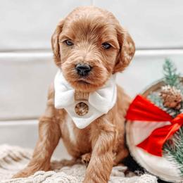 Flare - Red  male Goldendoodle puppy in Iola, Texas from Supreme Doodles of Texas
