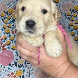 Chirp (pink) - Golden female Golden Retriever puppy in Argyle, Texas from Skarlotte Goldens, LLC