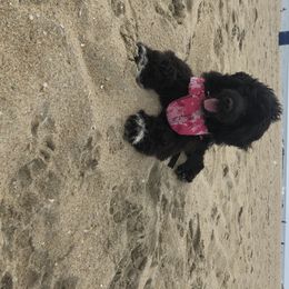 Portuguese Water Dog Puppies from Blue Run PWD