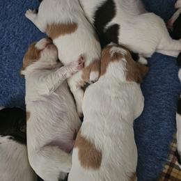 Brittany Puppies from Riley's Upland Brittany's