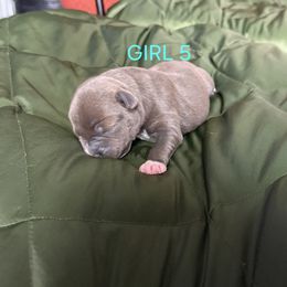 Girl 2 - Blue female Staffordshire Bull Terrier puppy in Houston, Texas from Khaleesi Kennel