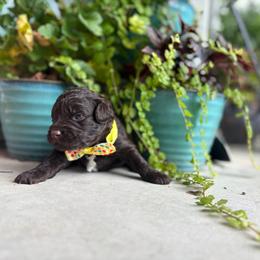 Shoestring - Chocolate male Goldendoodle puppy in Camden, North Carolina from Oopsie Doodles of NC