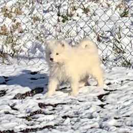 Samoyed Puppies from Falling cedar farm samoyeds