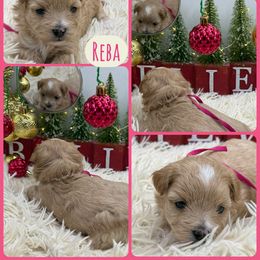 Reba McEntire - Apricot female Maltipoo puppy in Wayland, New York from Loris Pampered Pooches💕