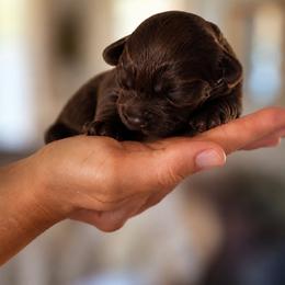 Tango Wool Bramble - Chocolate female Australian Labradoodle puppy in Otis, Massachusetts from Tango Wool Labradoodles