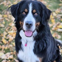 Theo - Bernese Mountain Dog