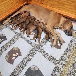 Mr. Teal - Wheaten blk nose male Rhodesian Ridgeback puppy in Chino Valley, Arizona from Courage Rhodesian Ridgebacks