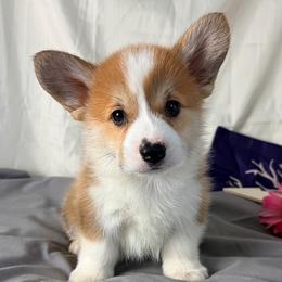 Buzz - Red male Pembroke Welsh Corgi puppy in El Dorado Springs, Missouri from Trixie Dixie