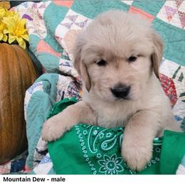 1st pick of the boys from the Soda Pop Pups - Golden male Golden Retriever puppy in Fithian, Illinois from LOMAH Retrievers