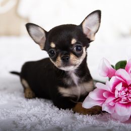Desiree - Black and tan female Chihuahua puppy in Orlando, Florida from Destiny Chihuahuas